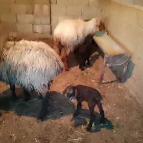 2 sany Ekiz guzuly goýun