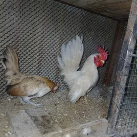 SERAMA KARLIK ZIBIRAÝT