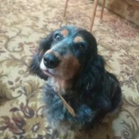 кокер-спаниель