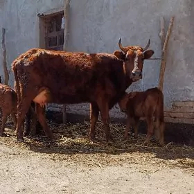 SÜÝIDLIJE GÖLELI SYGYR