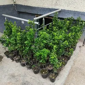 Brklet брсклет  вачна зелёный