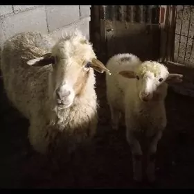 Satlyk merenos guzuly goyun