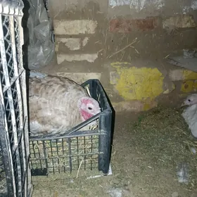 kurk induk ikii sany