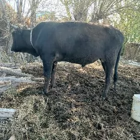 .бакылы окиз