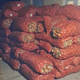 40 ylk   SOGAN HALDINNIK