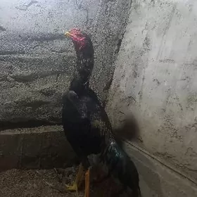 horaz juuehoraz juje