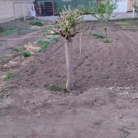 МЕЛЛЕК ЙЕР.