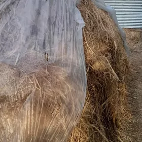 мал оты йорунжа