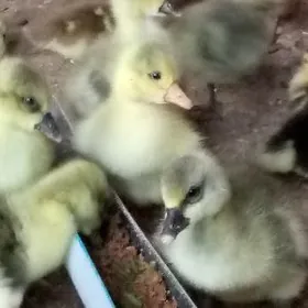 indautga gus martin jüýje