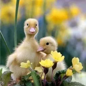 gak gak ýaşylbaş jüýjeleri 