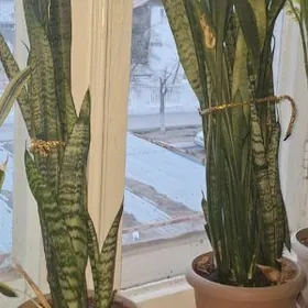 Güller, комнатные растения