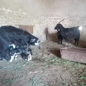 Ekiz owlakly geçiler