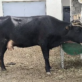 голели сыгыр