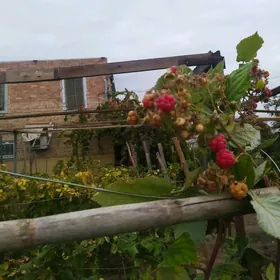 дача аэропорт