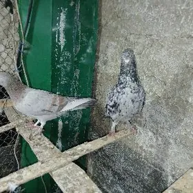 КЕПДЕРИ. МЫРАМЫР  ТАЙ