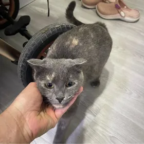 найдена кошка