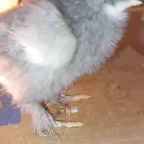 Brama Gigant jujeleri