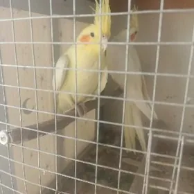 Ady karella gus popugay