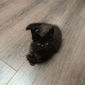 Котенок породы Мей-Кун