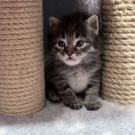 котенок, мальчик