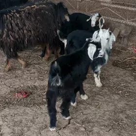 Ekiz owlakly geçi 5 sany