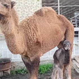 Дуе  Кошекли