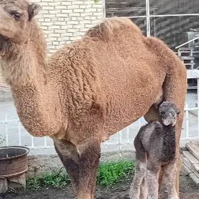 Düýe inen köşekli