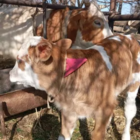 simintal goleli sygyr