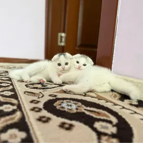 Шотландские вислоухие котята