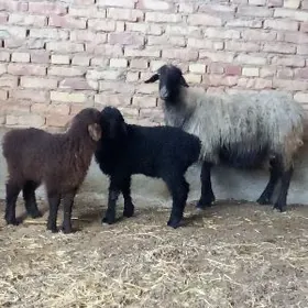 Gurat Ekiz Guzuly Goýun