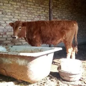 Öküzler Tohum 7 aýlyk 2 sany