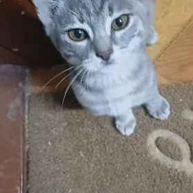 Кошечка 2мес