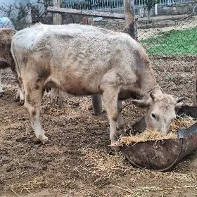 siwes sygyr sagylyan