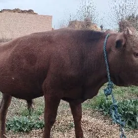 окуз баклык