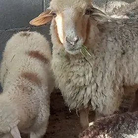 Satlyk merenos guzuly goyun