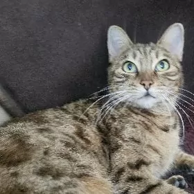 бенгальская кошечка