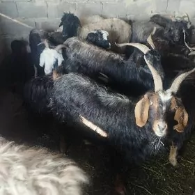 owlakly geçi cewis guzly goyun