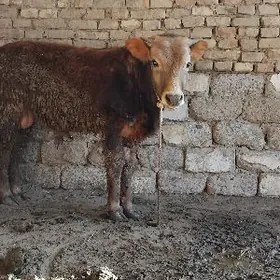 A OKÜZ ŞWES TOHIM MAL