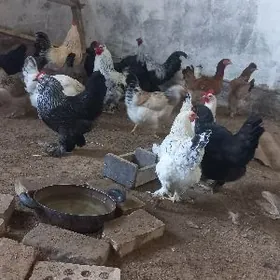 balgar duwoýka   ýurmurtgasy