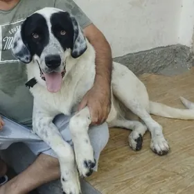 Пропала собака