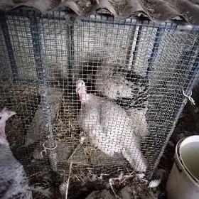 Курк индюклар