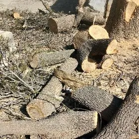 Odyn kesilen agaç töññe