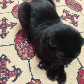 вислоухая кот