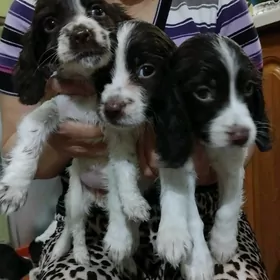 Щенята спаниель