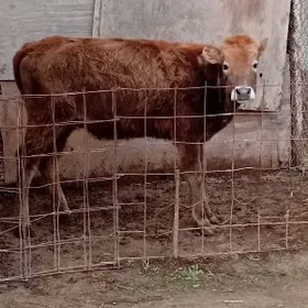 1 ýaşan tuwe şwes