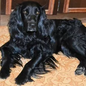 НА СПАРИВАНИЕ