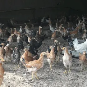 товук жуйже