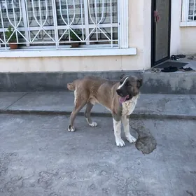 Turkmen alabaı ıt gujık