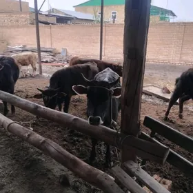 okiz bar meydan okiz 7sany