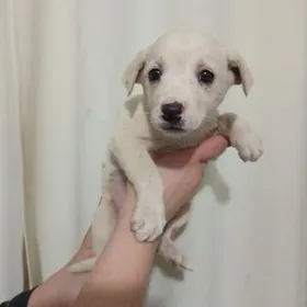 Очаровашка